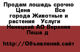 Продам лошадь срочно › Цена ­ 30 000 - Все города Животные и растения » Услуги   . Ненецкий АО,Верхняя Пеша д.